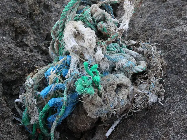 "Zahl der Geisternetze im Meer ist überwältigend"