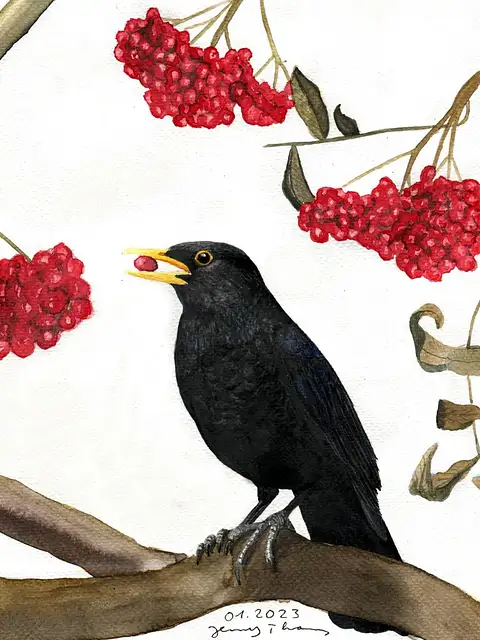 Amsel. Bild: Jenny Thams. Bildbeschreibung: Eine Amsel sitzt auf einem Zweig.