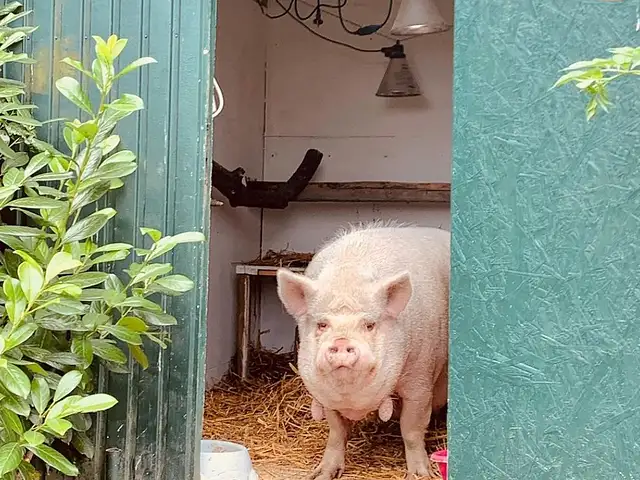 Ein Schwein schaut aus einer türkis gestrichenen Stalltür. Links vor der Tür ist ein Busch zu sehen.