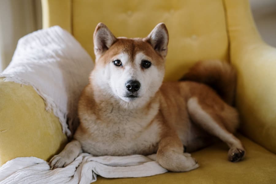 Dogecoin (DOGE) supera Bitcoin, Ethereum e Cardano em uma métrica - Bolha Crypto