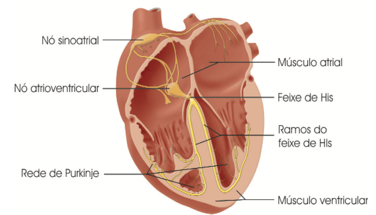 CardioAula - Médico escrevendo coração de ECG