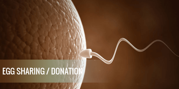 Egg Donation & Sharing