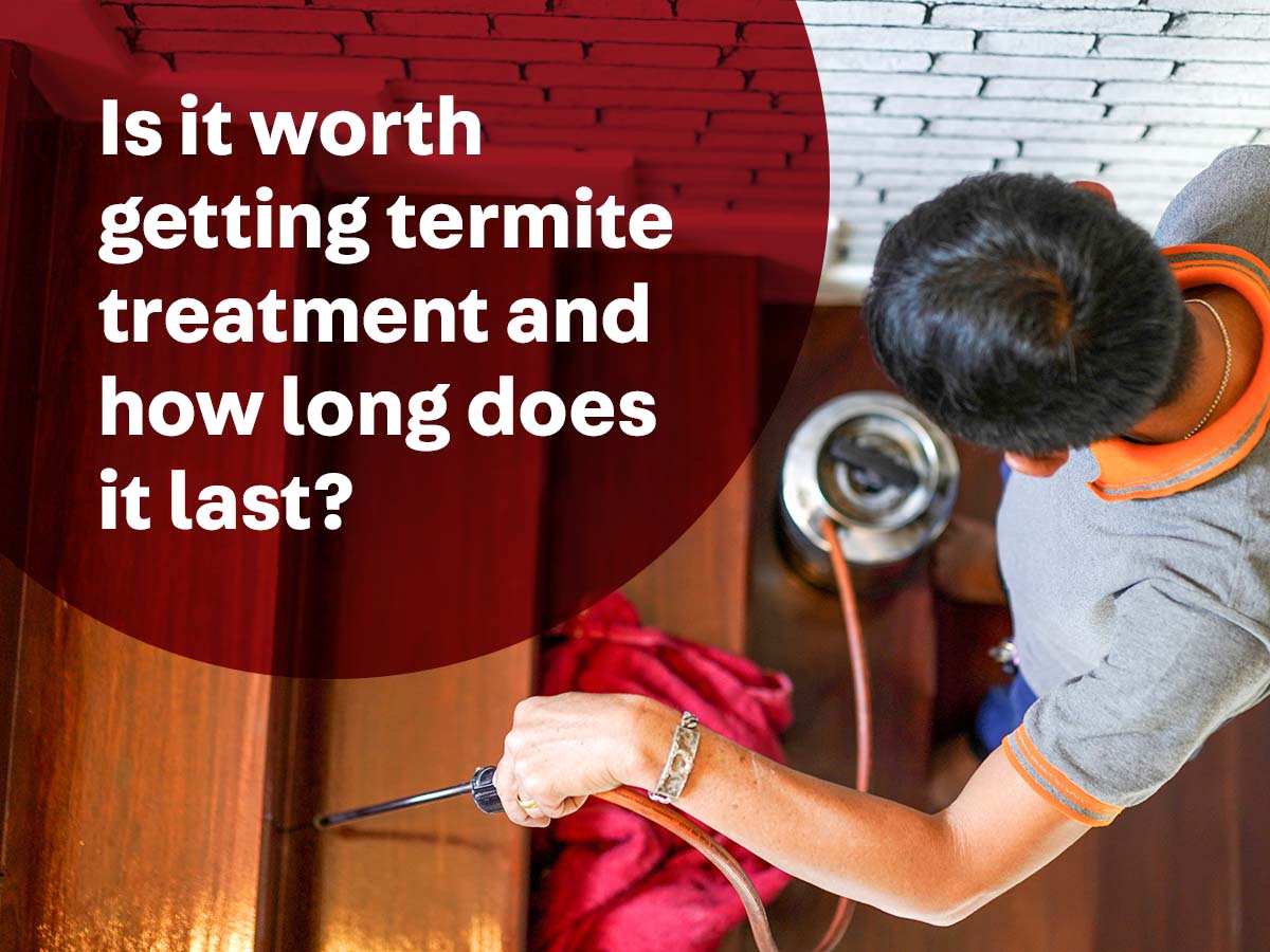 Termite Treatment: Is It Worth It?