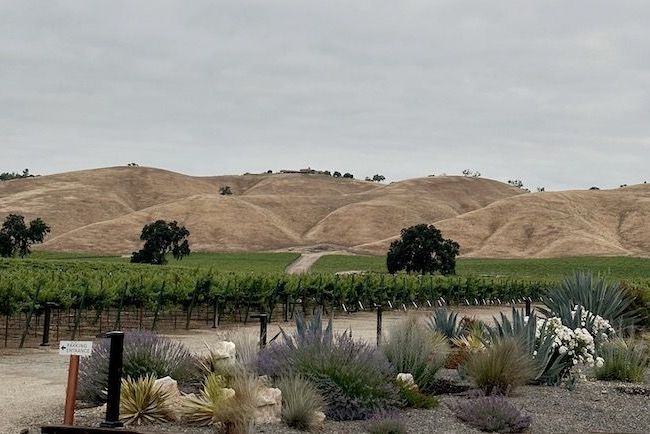 June Gloom in Paso Robles at Cass Winery Vineyard