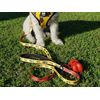 Correa Para Perro Superdog De Dukier - Talla S