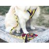 Correa Para Perro Superdog De Dukier - Talla L