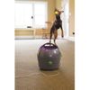 Lanzador De Pelotas Automático Gris Y Morado 9 M Petsafe