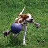 Jolly Pets Pelota Jolly Ball Romp-n-roll Azul 20 Cm Jolly Pets