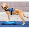 Disco De Equilibrio Para Mascotas Azul 36 Cm Fitpaws