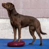 Disco De Equilibrio Para Mascotas Color Frutos Rojos 36 Cm Fitpaws