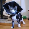 Collar Electrónico Mascotas Comfy Cone Negro Xxl 37,5 Cm All Four Paws
