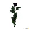 Rosa Eterna Preservada De Color Negro 55cm