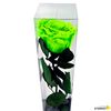 Rosa Eterna Preservada De Color Verde Eléctrico 55cm