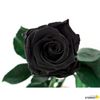 Rosa Eterna Preservada De Color Negro 35cm
