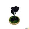 Rosa Eterna Preservada De Color Negro Cúpula