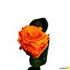 Rosa Eterna Preservada De Color Naranja 35cm