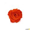 Rosa Eterna Preservada De Color Naranja 35cm