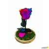 Rosa Eterna Preservada De Color Multicolor Cúpula