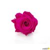 Rosa Eterna Preservada De Color Fucsia 55cm