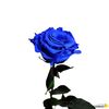 Rosa Eterna Preservada De Color Azul Oscuro 55cm