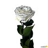 Rosa Eterna Preservada De Color White Shadow 55cm
