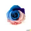 Rosa Eterna Preservada De Color Multicolor Pastel 35cm