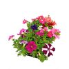 Pack 10 Petunias