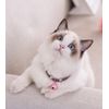 Nuevo Zewind Gato Collar Collar De Gato Con Campana Para Mascotas Gato Con Campana Para Perros Pequeños Collar De Perro Con Campana Rosa