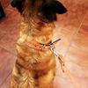 Collar Para Perros De Cuero Con Revés De Nylon - Longitud - 2,6cmx45cm
