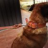 Collar Para Perros De Cuero Con Revés De Nylon - Longitud - 3cmx60cm