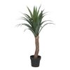 Yuca Palmera H110