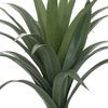 Yuca Palmera H110