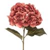 Tallo Hortensia Ciruela Gitana H 83 Atmosphera