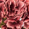 Tallo Hortensia Ciruela Gitana H 83 Atmosphera