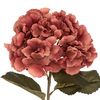 Tallo Hortensia Ciruela Gitana H 83 Atmosphera