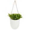 Planta De Pared Colgante H20