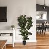 Planta Artificial De Ficus Robusta Altura 120