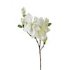 Tallo Magnolia Blanco H83 Atmosphera