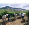 Caja Regalo Gastronomía - Visita A Bodegas Irache Con Cata De Vino En Navarra