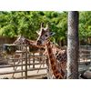 Caja Regalo Aventura - Animales En Familia: 3 Entradas A Terra Natura Murcia Para 2 Adultos Y 1 Niño