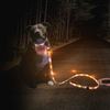 Correa Y Collar Luminosos Para Perros - Venteo - Led Recargable Por Usb