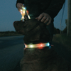 Correa Y Collar Luminosos Para Perros - Venteo - Led Recargable Por Usb