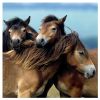 Puzzles 3x49 P Ponis Adorables