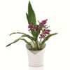 Jardinera Orchidea All-in-one Blanco Mate Lechuza