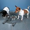 Soporte Ajustable De Cuencos Para Perros 3,6 L 20 Cm 24921 Trixie