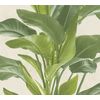 Papel Pintado Livingwalls Hojas Tropicales Verde - As-378624 - 53 Cm X 10,05 M