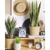 Planta Artificial En Maceta De Material Sintético Verde Negro 63 Cm Accesorio Interior Snake Plant - Verde