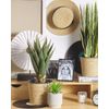 Planta Artificial En Forma De Aloe Vera En Maceta Verde Y Negro Material Sintético 52 Cm Accesorio Decorativo Para Interior Yucca - Verde