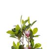 Magnolia Artificial En Maceta Material Sintético Verde Y Rosa 70 Cm Accesorio Decorativo De Interior Magnolia - Verde