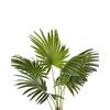 Planta Artificial En Maceta Verde Negro Material Hojas De Plástico 100 Cm Interior Fan Palm - Verde